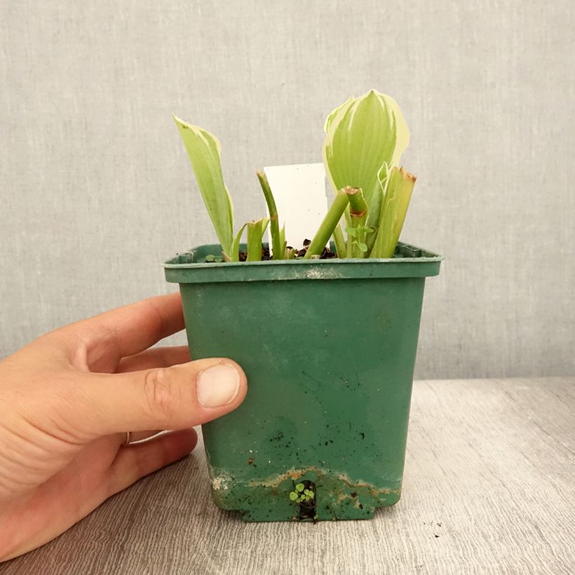 Spécimen de Hosta Moonlight Pot de 1L/1,5L tel que livré en été
