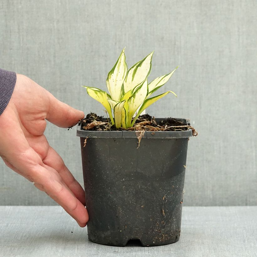 Spécimen de Hosta Orange Star Pot de 1,5L/2L tel que livré en été