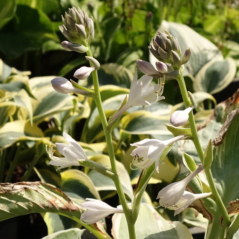 Hosta Orion's Belt (Flowering)
