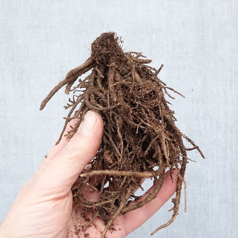 Spécimen de Hosta Orion's Belt Racines nues, Qualité Extra équivalant à un pot de 2L tel que livré en hiver