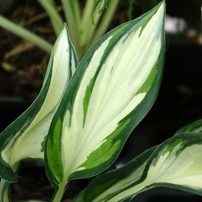 Hosta ou Funkia Fireworks (Feuillage)