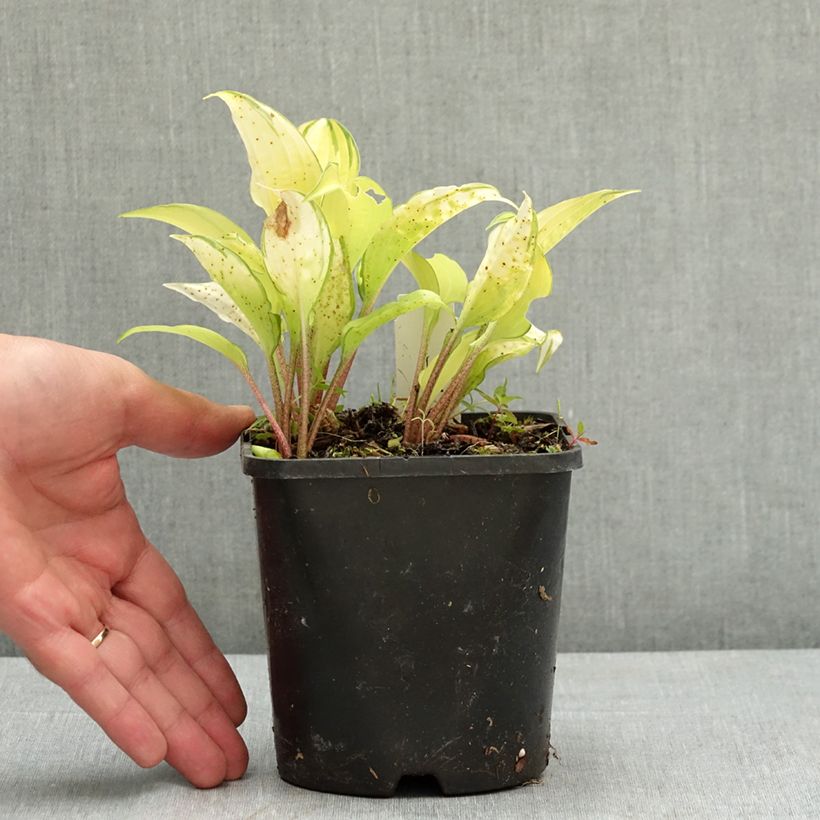 Spécimen de Hosta Paradise Island Pot de 1,5L/2L tel que livré en été