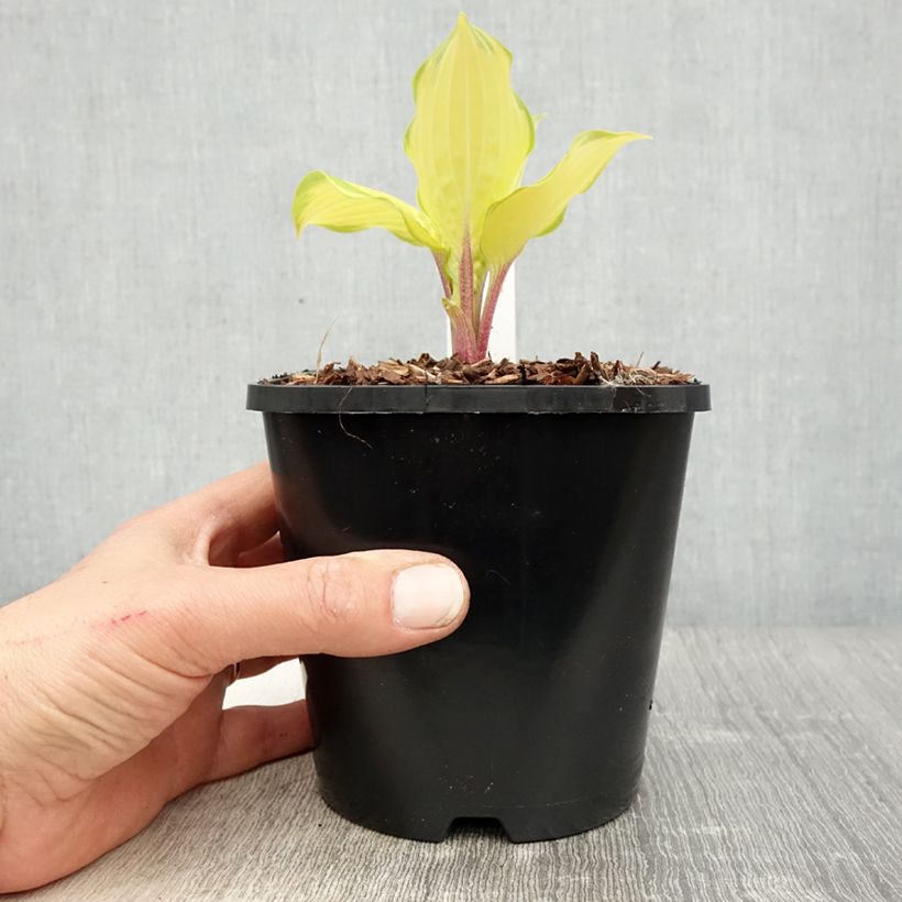 Example of Hosta Paradise Island Pot de 1,5L/2L as you get in printemps