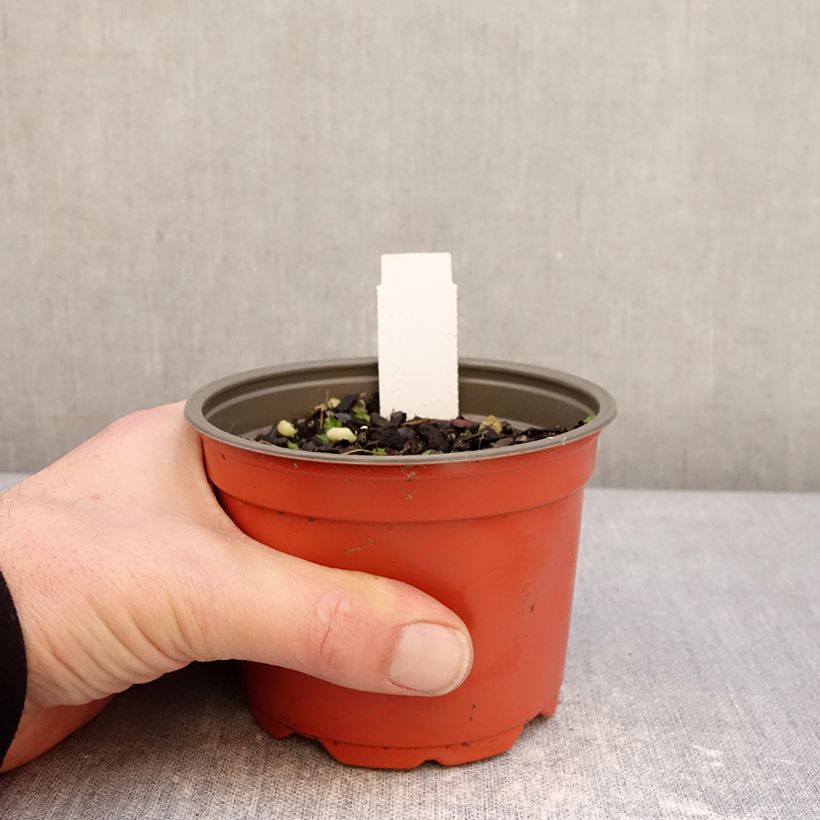 Spécimen de Hosta Party Streamers Pot de 12 cm / 13 cm tel que livré en hiver