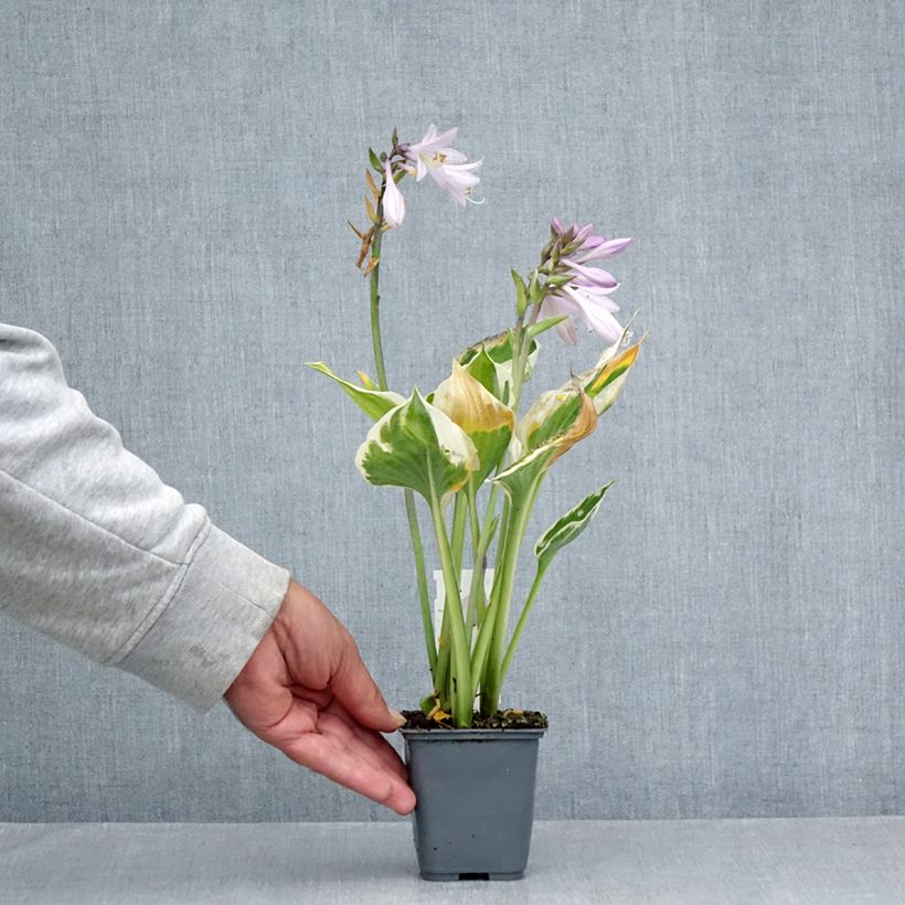 Spécimen de Hosta Patriot s Fire Godet de 8/9 cm tel que livré en été