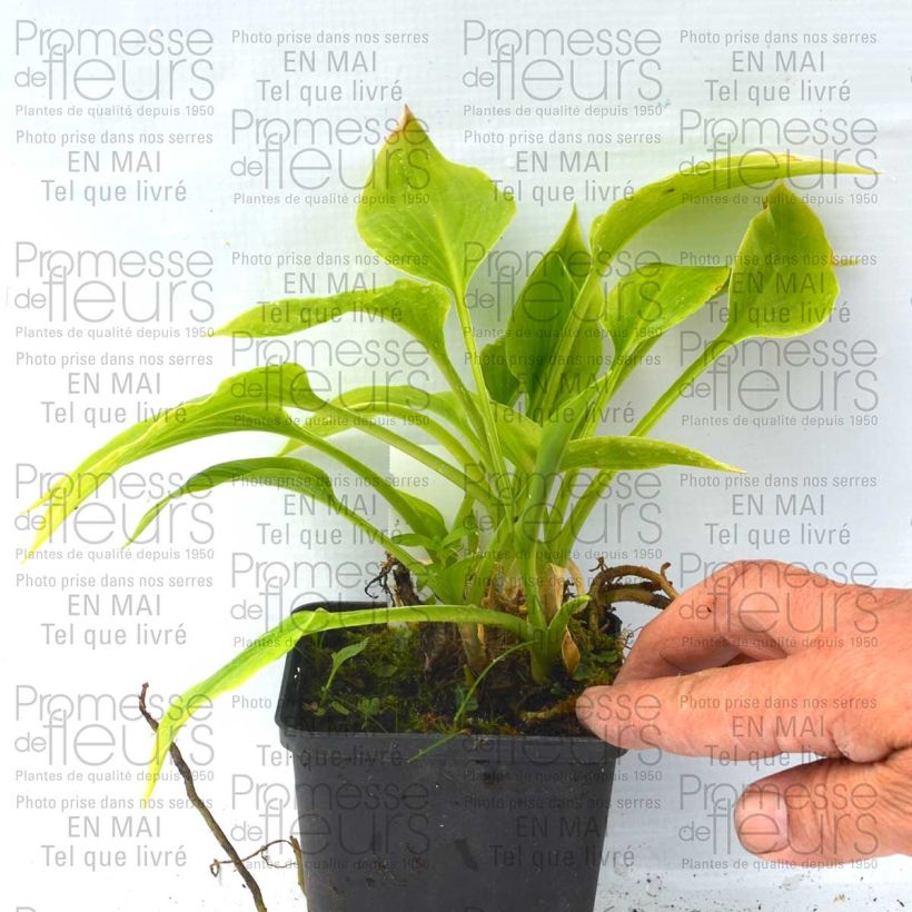 Example of Hosta plantaginea Aphrodite Godet de 8/9 cm as you get