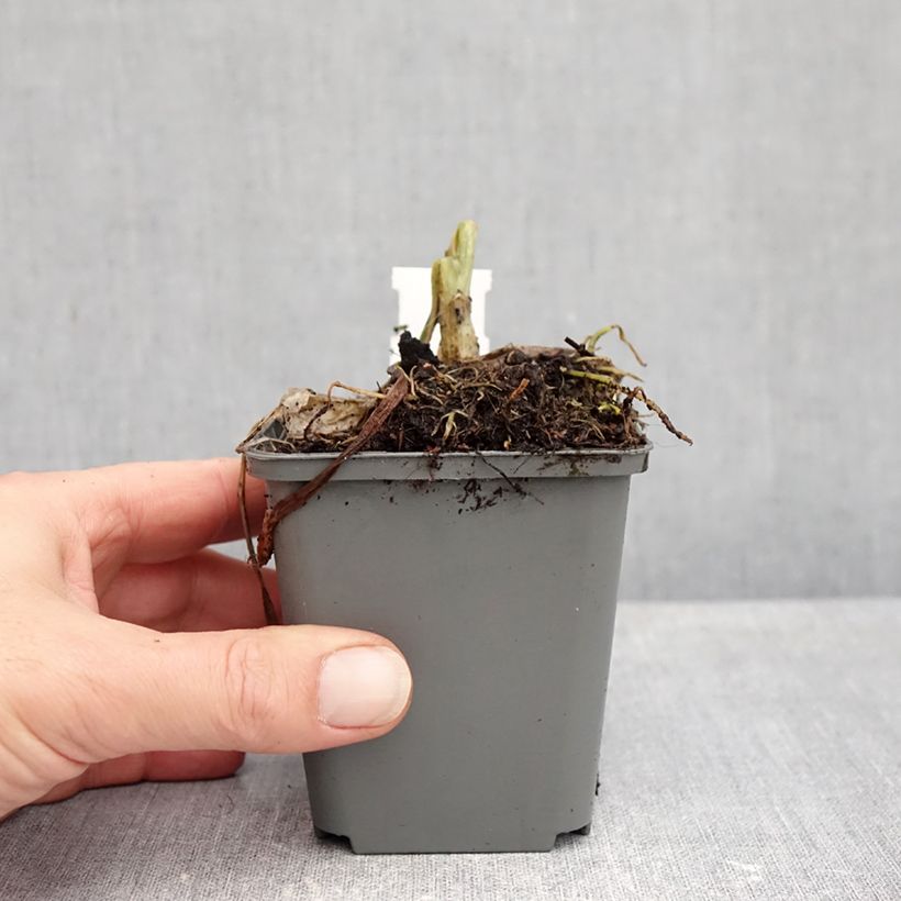Spécimen de hosta plantaginea grandiflora Godet de 8/9 cm tel que livré en automne