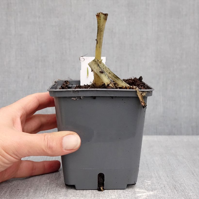 Spécimen de Hosta plantaginea Venus Pot de 1,5L/2L tel que livré en automne