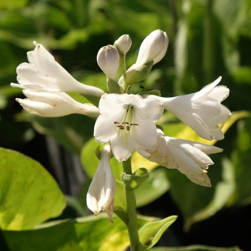 Hosta Pocketfull of Sunshine (Flowering)