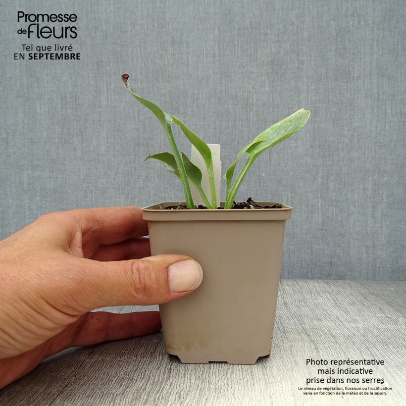 Spécimen de Hosta Prairie Sky Godet de 8/9 cm tel que livré en automne
