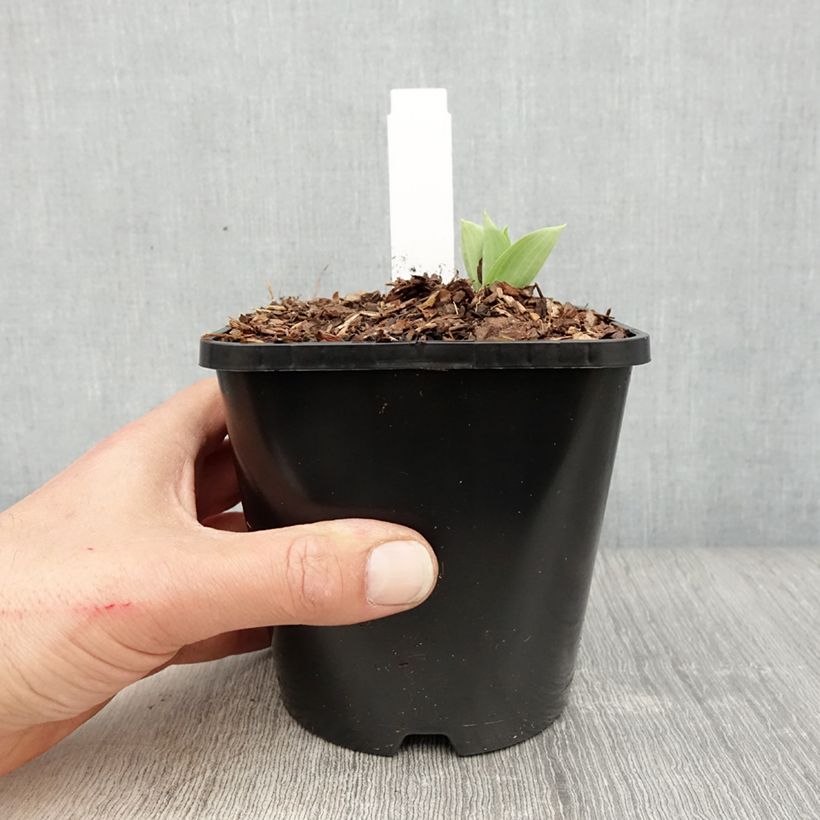 Spécimen de Hosta Prairie Sky Pot de 1,5L/2L tel que livré au printemps