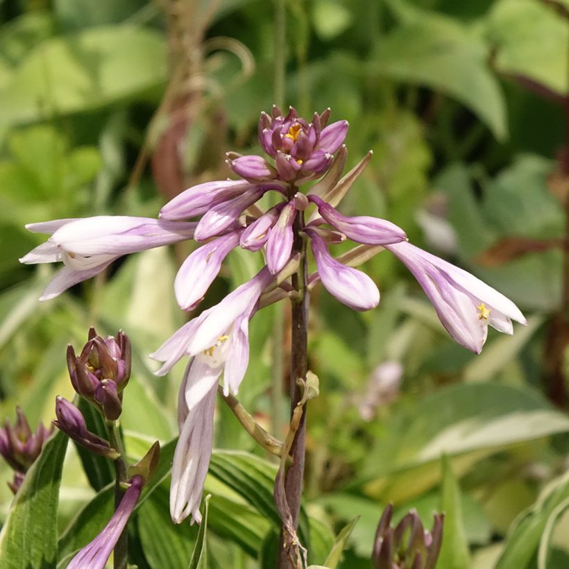 Hosta Praying Hands (Floraison)