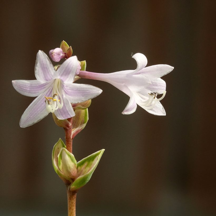 Hosta Rainbows End (Floraison)