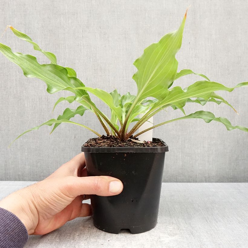 Spécimen de Hosta Raspberry Sorbet Pot de 1,5L/2L tel que livré au printemps