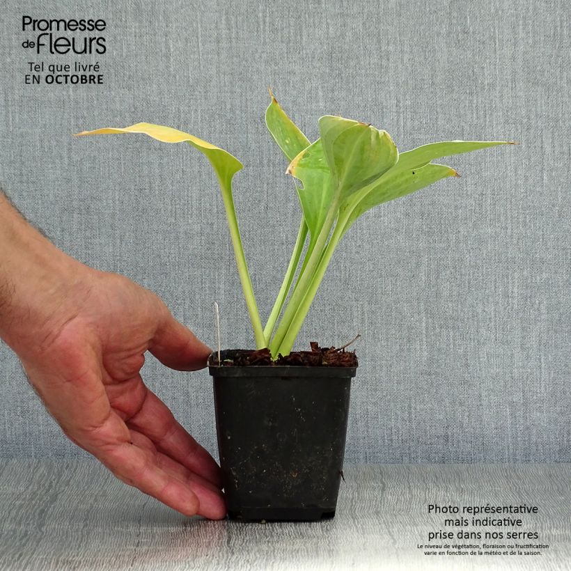Spécimen de Hosta Sagae Godet de 8/9 cm tel que livré en automne