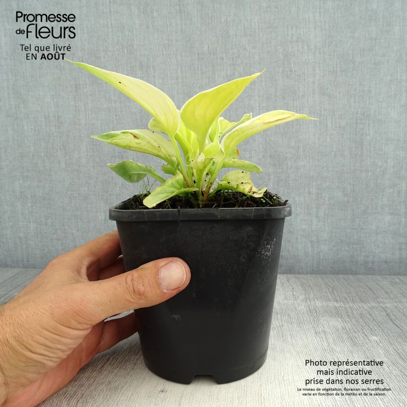 Spécimen de Hosta Saint Elmo's Fire Pot de 1,5L/2L tel que livré en été