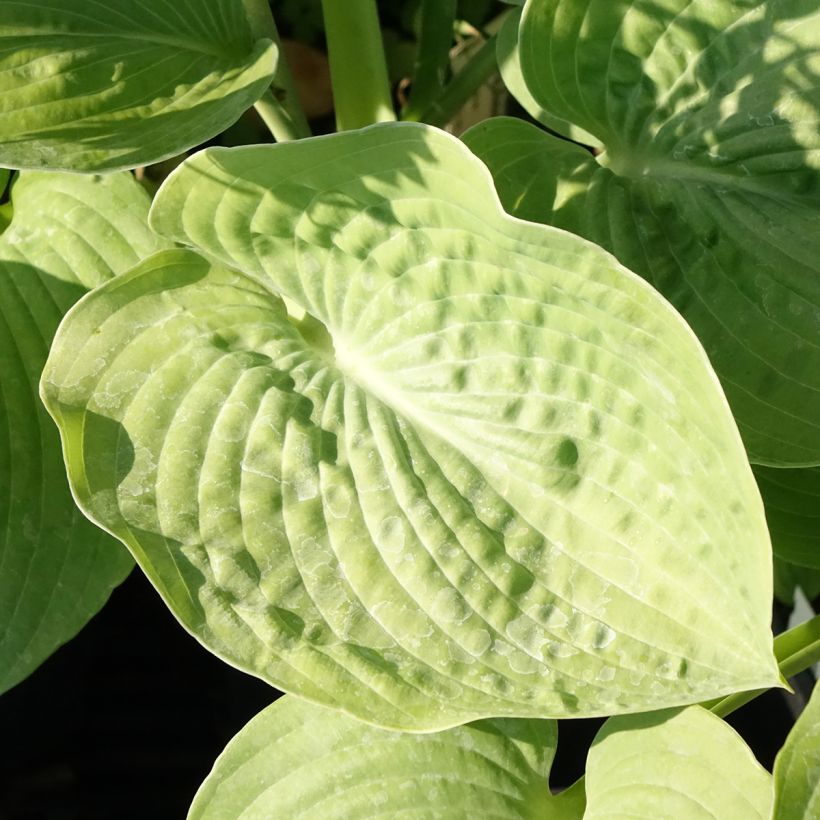 Hosta sieboldiana (Foliage)