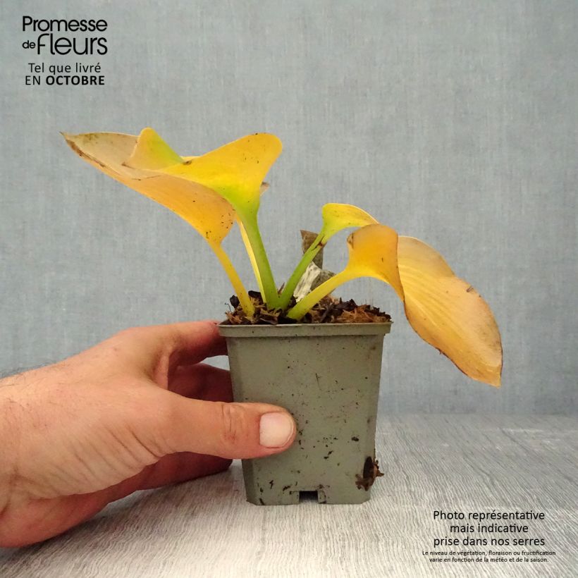 Spécimen de Hosta sieboldiana var. elegans Godet de 8/9 cm tel que livré en automne