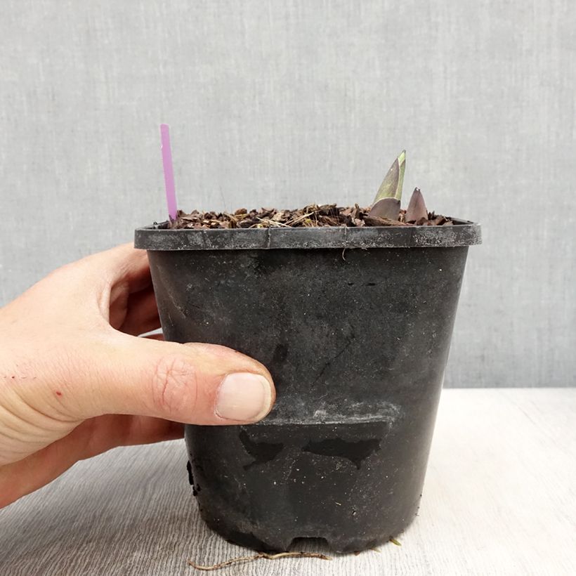 Example of Hosta sieboldiana var. elegans Pot de 1,5L/2L as you get in printemps