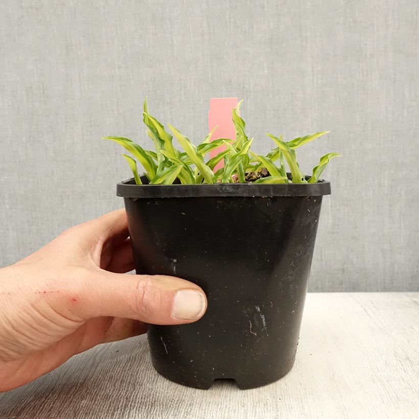 Spécimen de Hosta Sizzle Pot de 1,5L/2L tel que livré au printemps