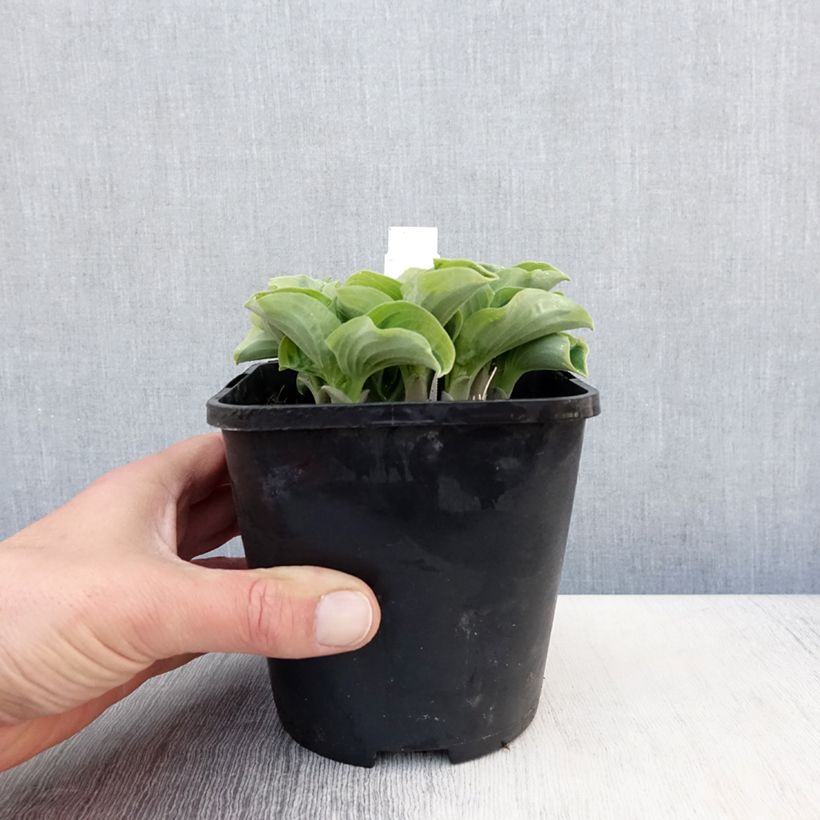 Spécimen de Hosta Smiling Mouse Pot de 1,5L/2L tel que livré au printemps