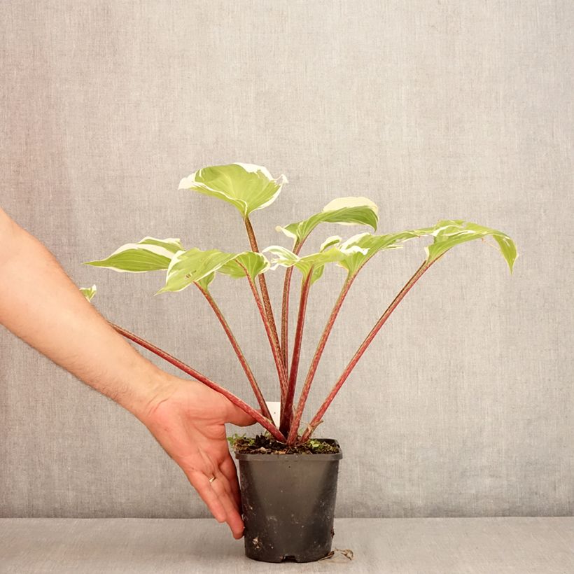 Spécimen de Hosta Sorbet Pot de 1,5L/2L tel que livré en été