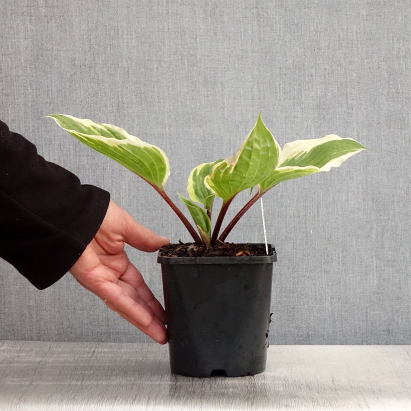 Spécimen de Hosta Sorbet Pot de 1,5L/2L tel que livré au printemps