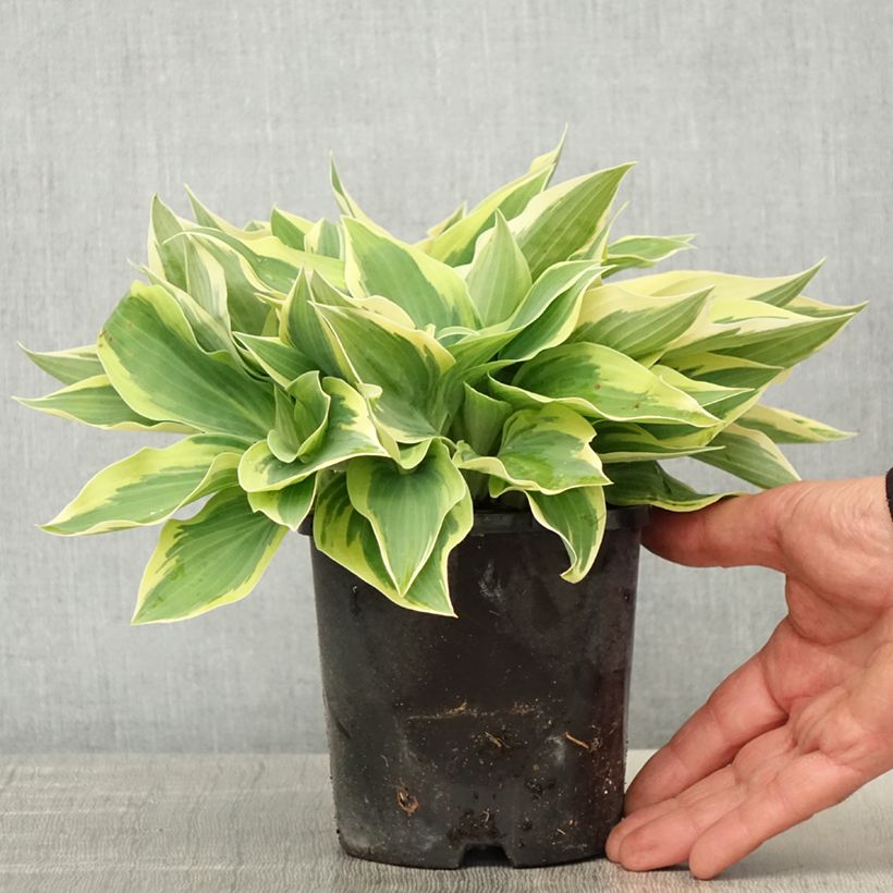 Spécimen de Hosta Spartacus Pot de 1,5L/2L tel que livré au printemps