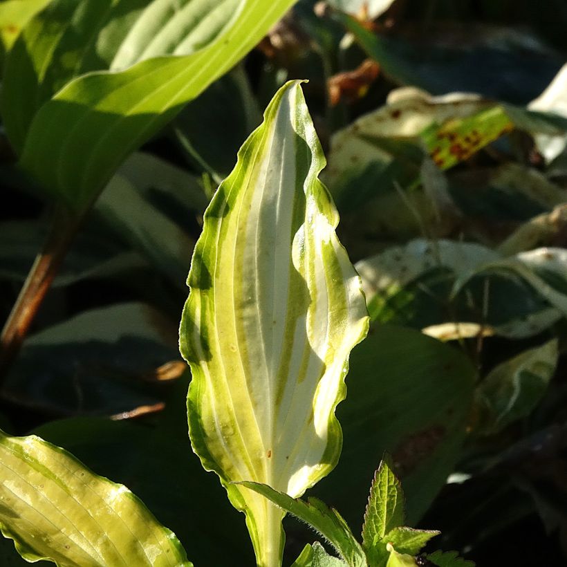 Hosta Spritzer (Feuillage)