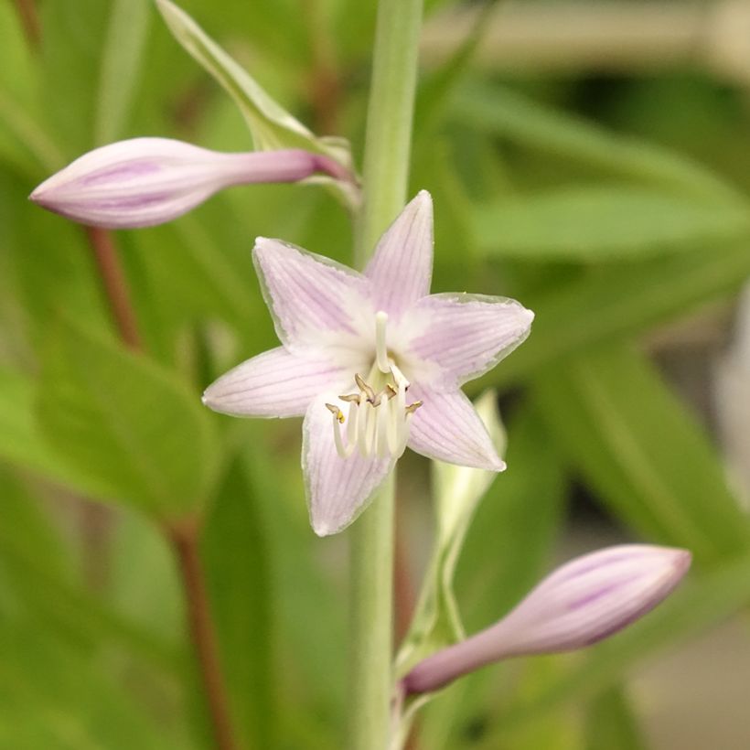 Hosta Striptease (Floraison)