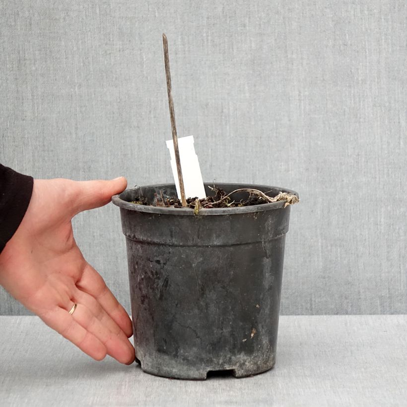 Spécimen de Hosta Striptease Pot de 2L/3L tel que livré au printemps