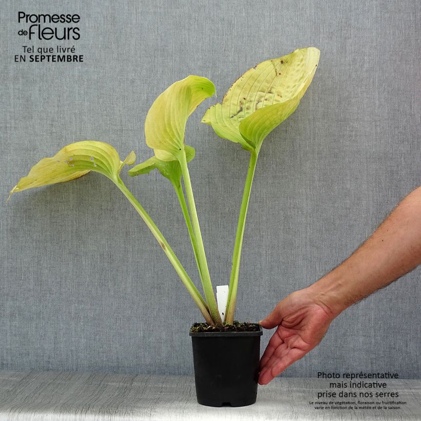 Spécimen de Hosta Sum and Substance Pot de 1,5L/2L tel que livré en été