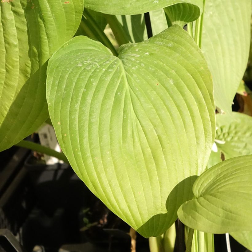 Hosta T Rex  (Foliage)
