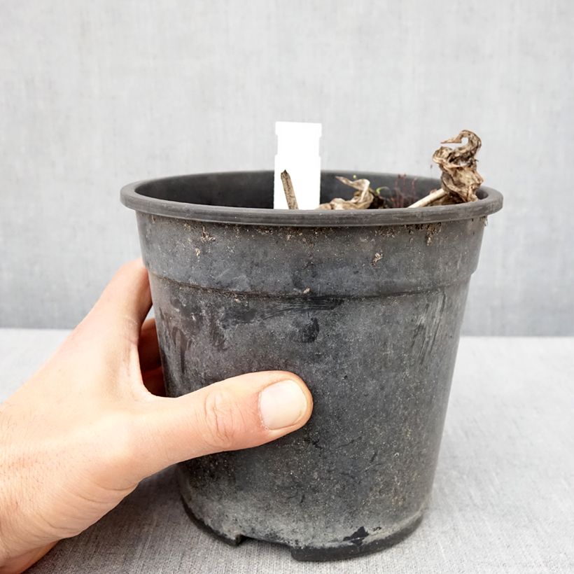 Example of Hosta tardiana El Niño Pot de 2L/3L as you get in printemps