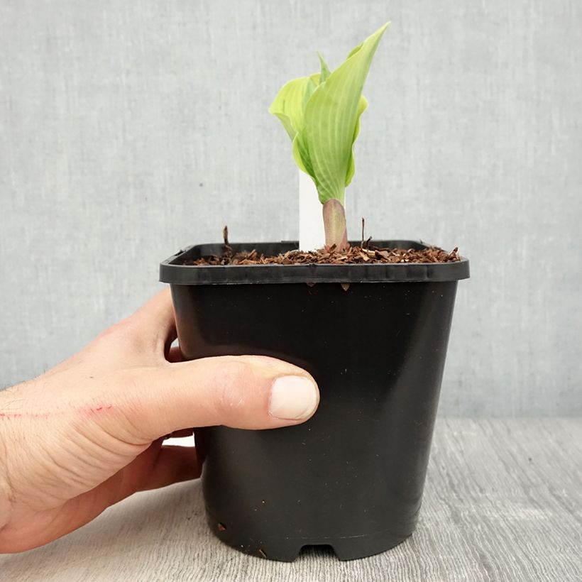 Example of Hosta The King Pot de 1,5L/2L as you get in printemps