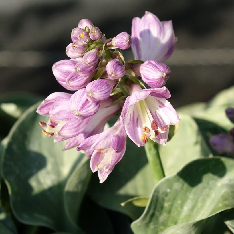 Hosta ventricosa (Flowering)
