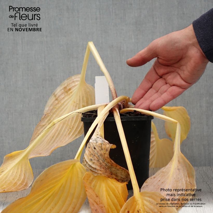 Spécimen de Hosta Waterslide Pot de 1,5L/2L tel que livré en automne