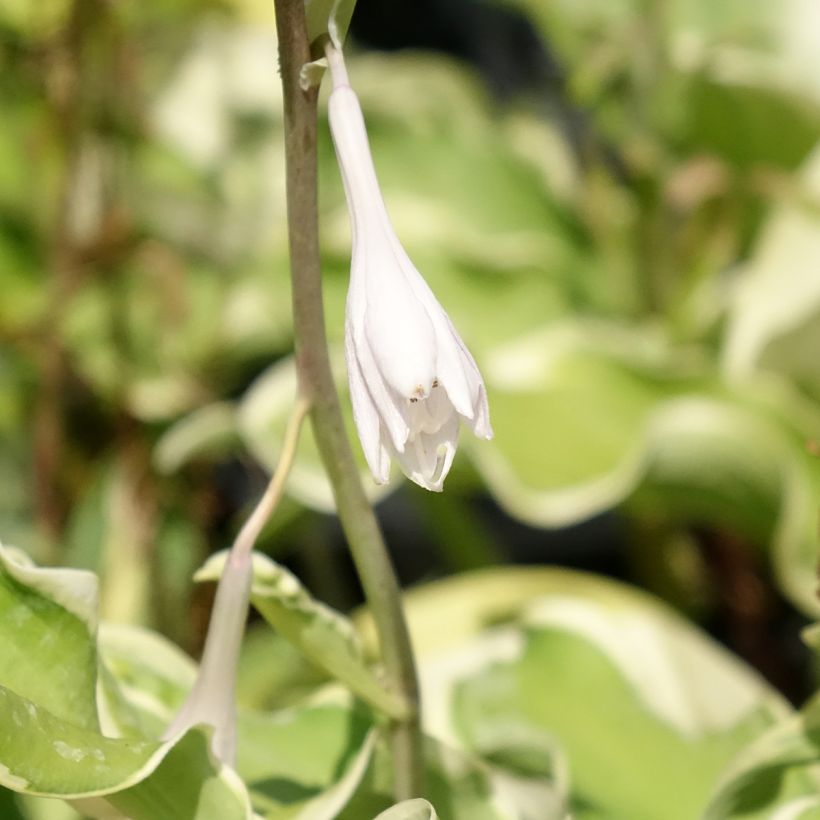 Hosta Wheee! (Floraison)