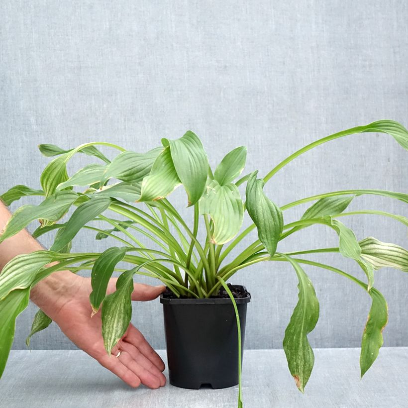 Spécimen de Hosta White Feather Pot de 1,5L/2L tel que livré en automne