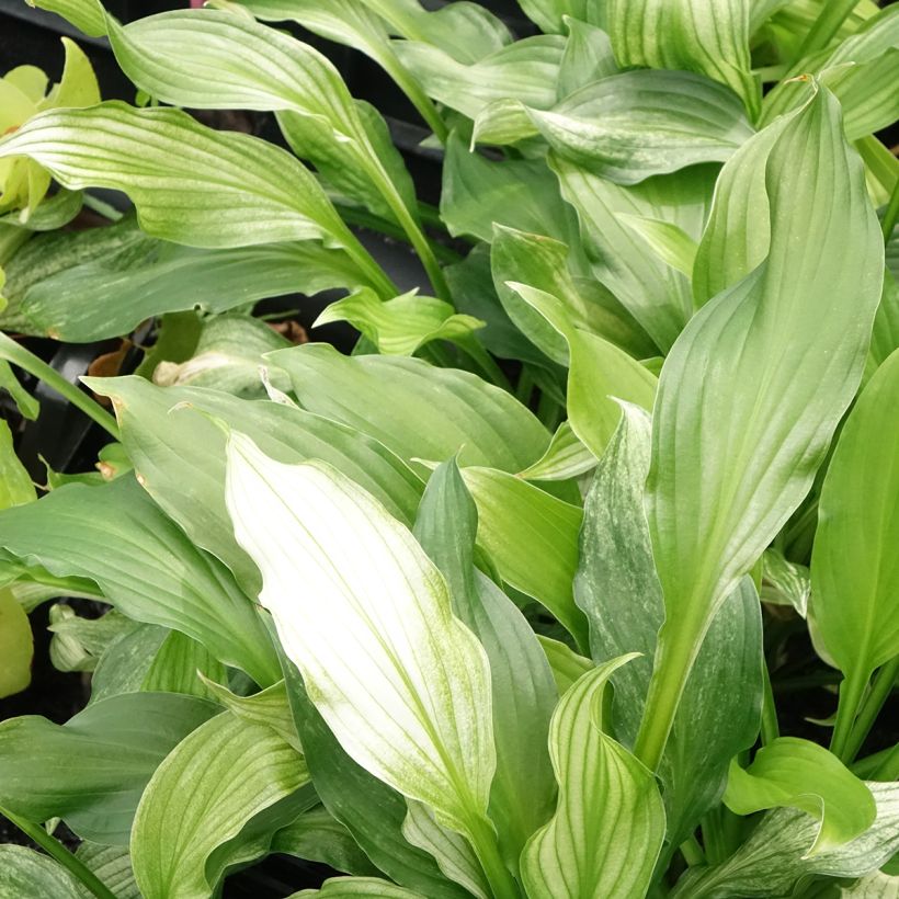 Hosta White Feather (Feuillage)