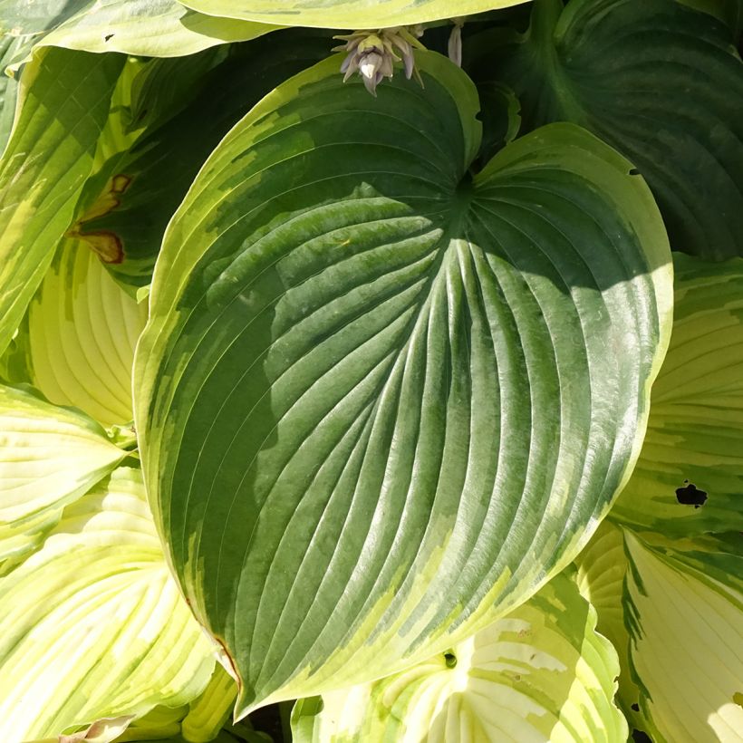 Hosta Wu-La-La (Foliage)