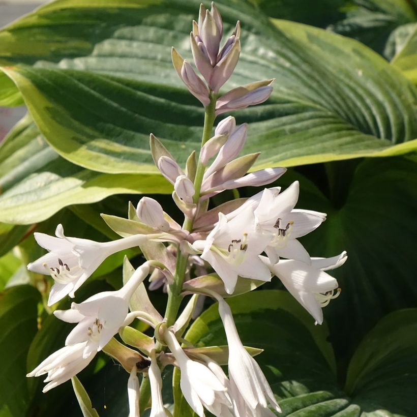 Hosta Wu-La-La (Flowering)