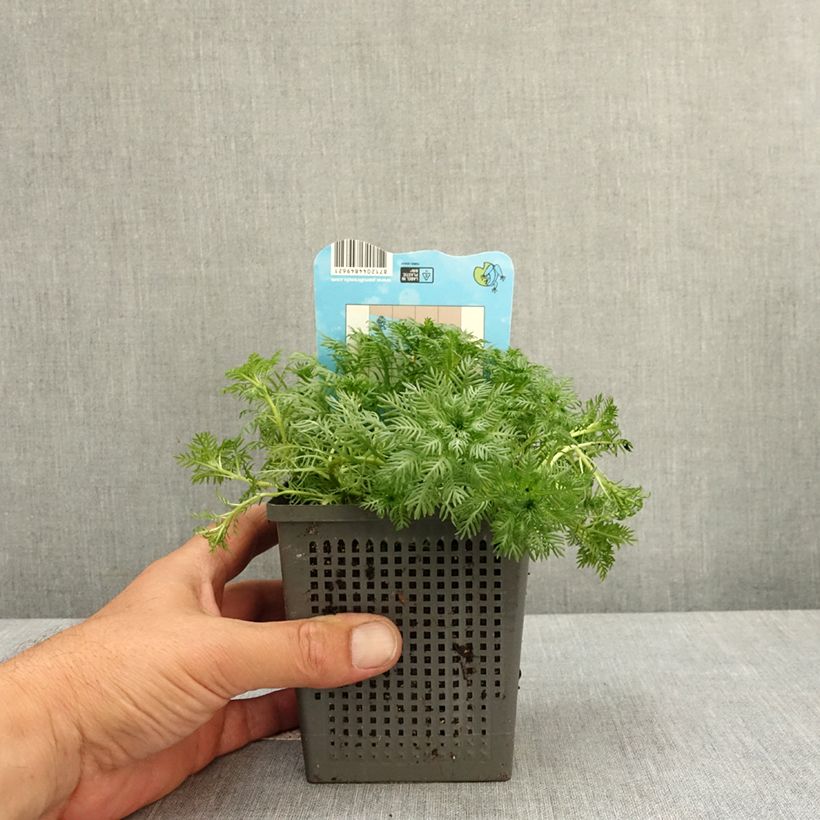 Spécimen de Hottonia palustris - Hottonie des marais Pot de 1L/1,5L tel que livré au printemps