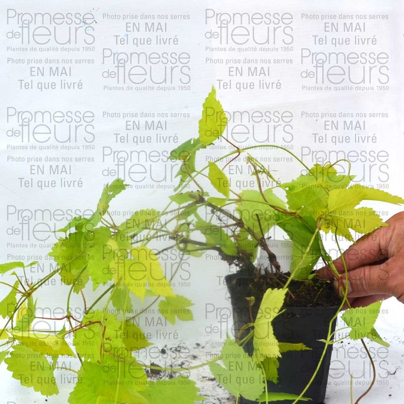 Example of Houblon doré - Humulus lupulus Aureus Godet de 8/9 cm as you get