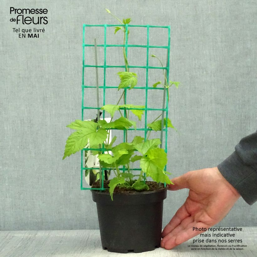 Example of Houblon HOPS (Humulus) - Véritable houblon de brassage Pot de 1,5L/2L as you get in printemps