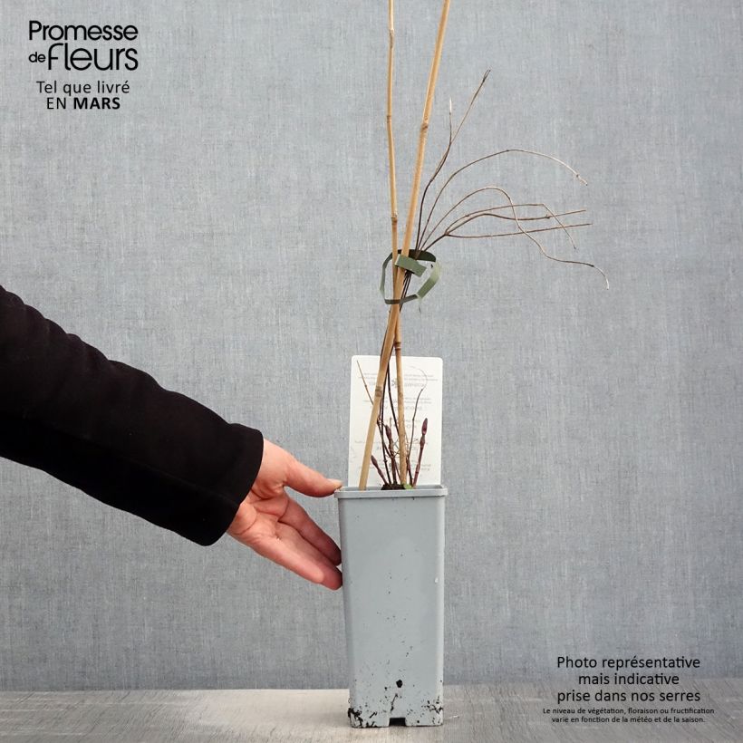 Example of Houblon - Humulus lupulus Hallertauer Tradition Pot de 1,5L/2L as you get in printemps