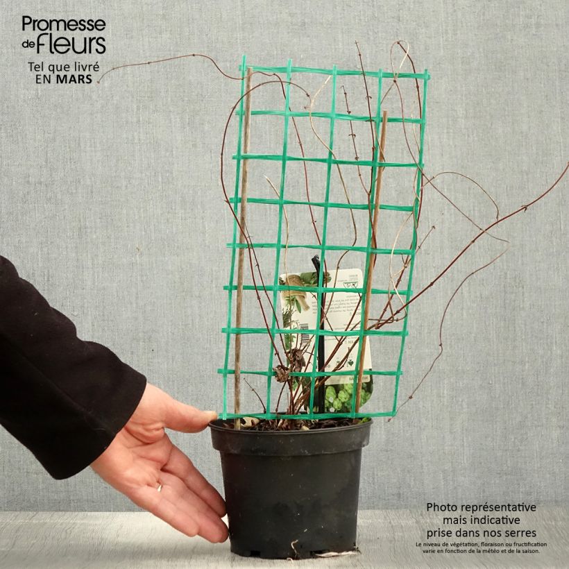 Example of Houblon - Humulus lupulus Hersbrucker Pot de 1,5L/2L as you get in printemps