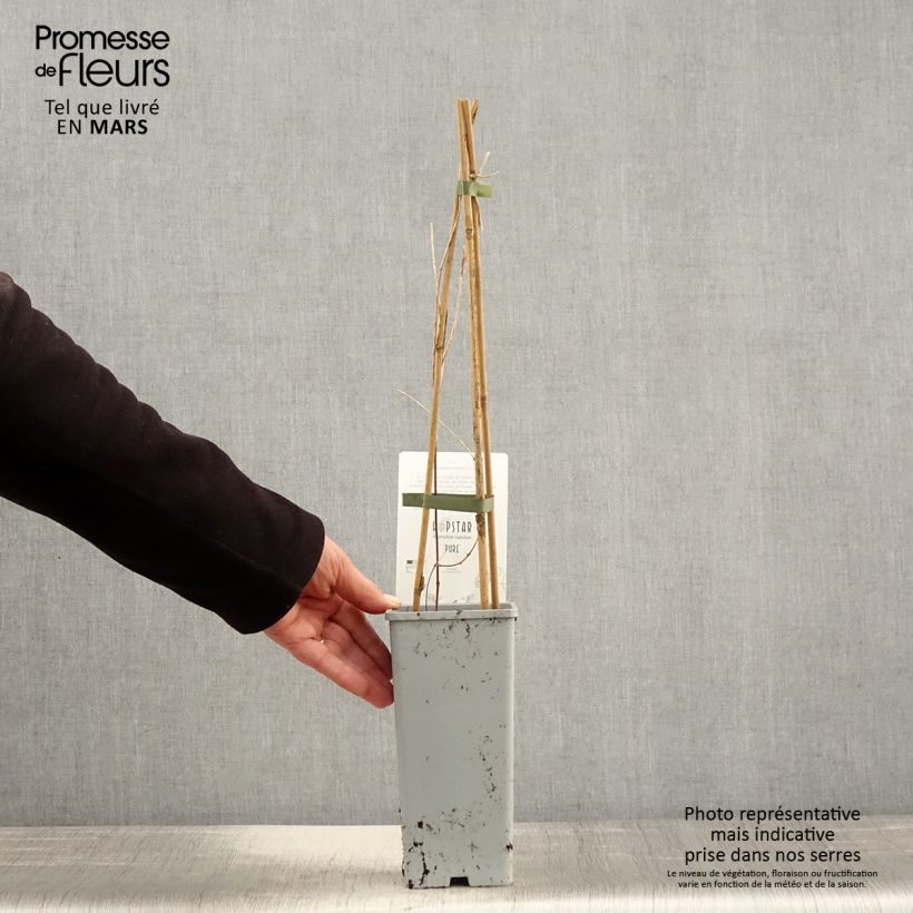 Example of Houblon femelle Pure - Humulus lupulus Pot de 1,5L/2L as you get in printemps