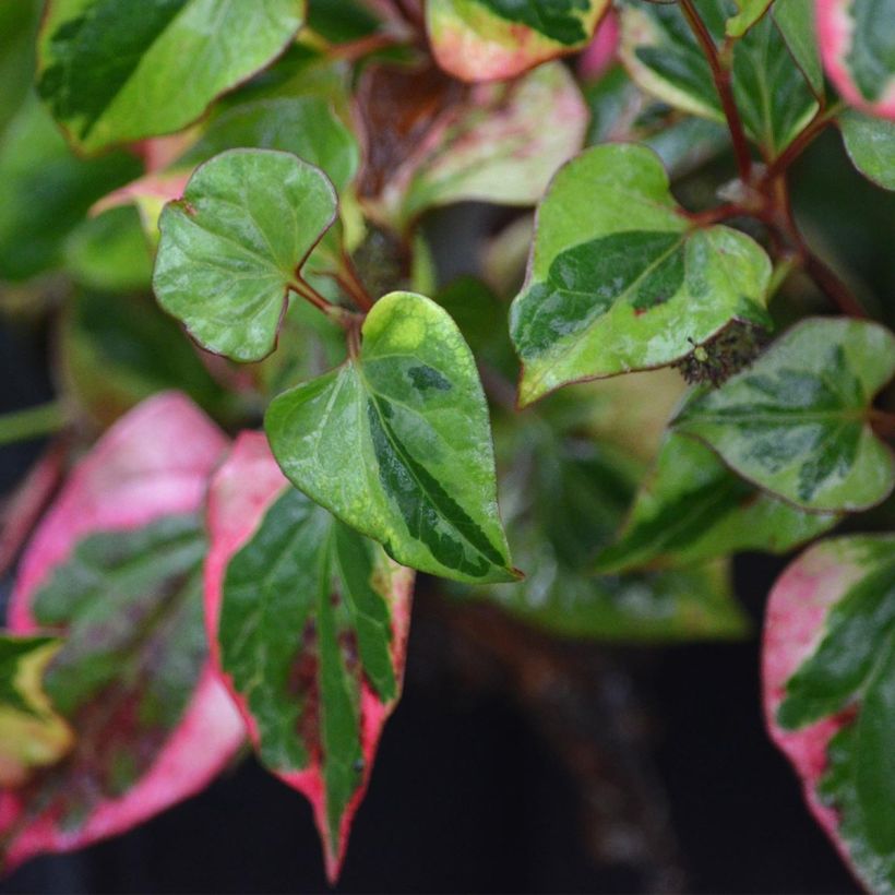 Houttuynia cordata Chameleon (Foliage)