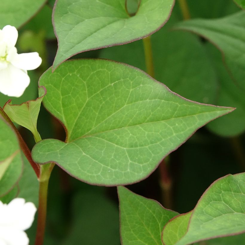 Houttuynia cordata - Coriandre des bois (Feuillage)